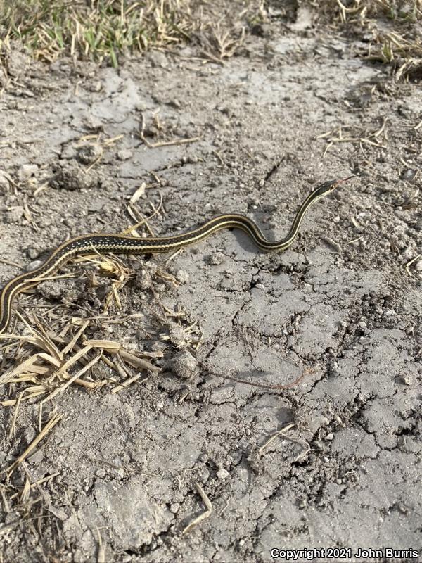 Orange-striped Ribbonsnake (Thamnophis proximus proximus)