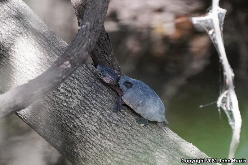 Eastern Musk Turtle (Sternotherus odoratus)