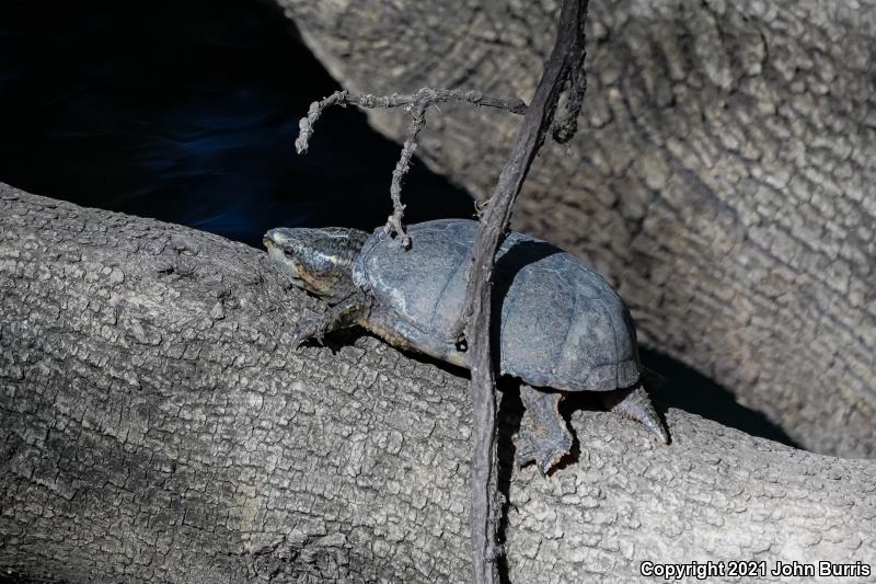 Eastern Musk Turtle (Sternotherus odoratus)