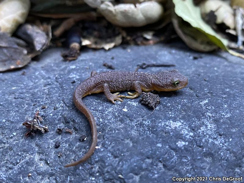 Coast Range Newt (Taricha torosa torosa)