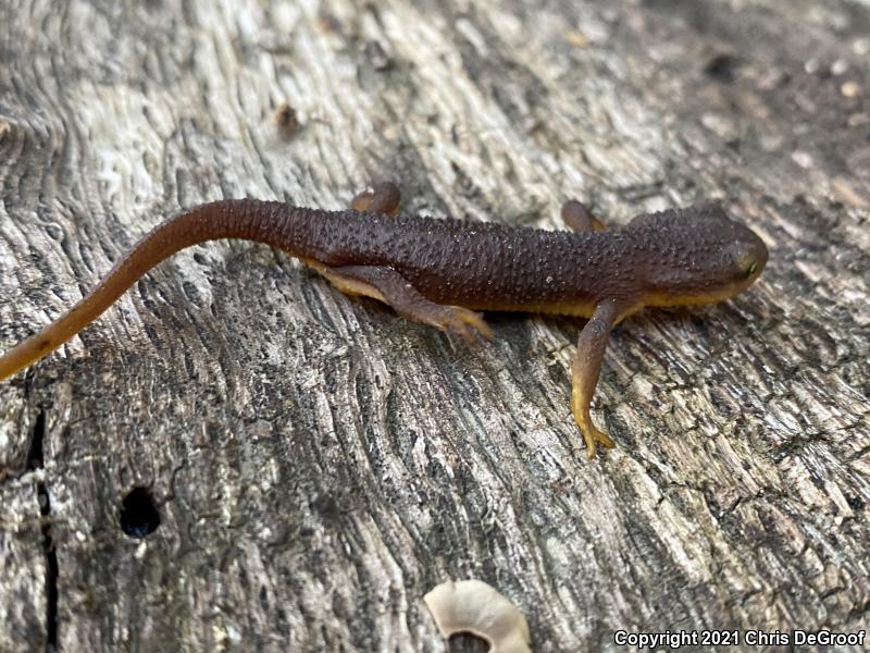 Coast Range Newt (Taricha torosa torosa)