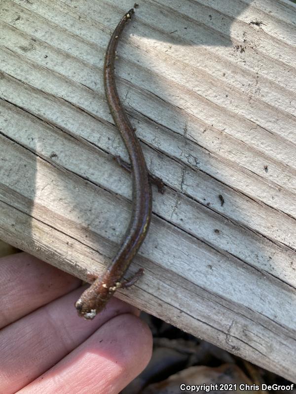 Garden Slender Salamander (Batrachoseps major)