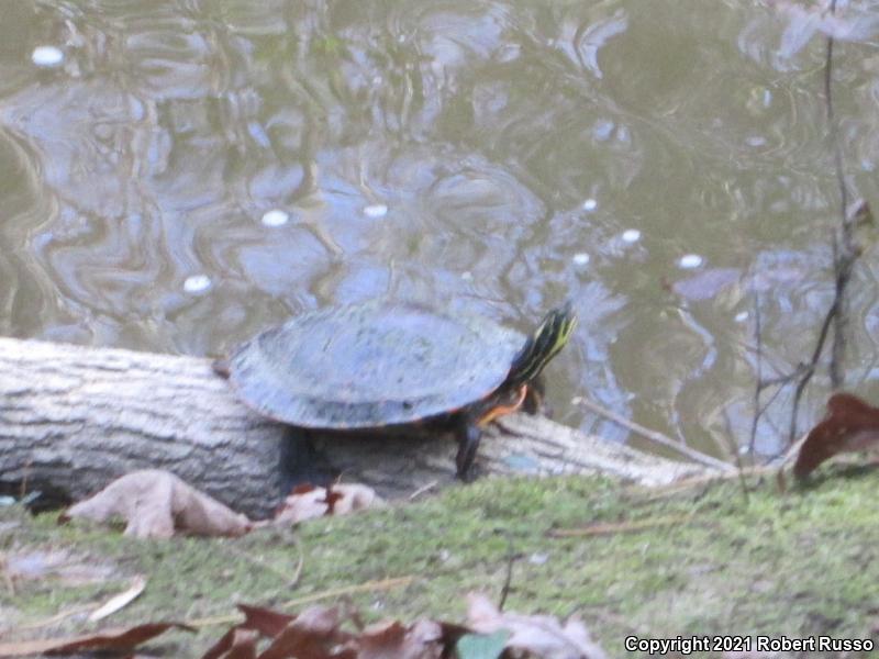 Eastern River Cooter (Pseudemys concinna concinna)