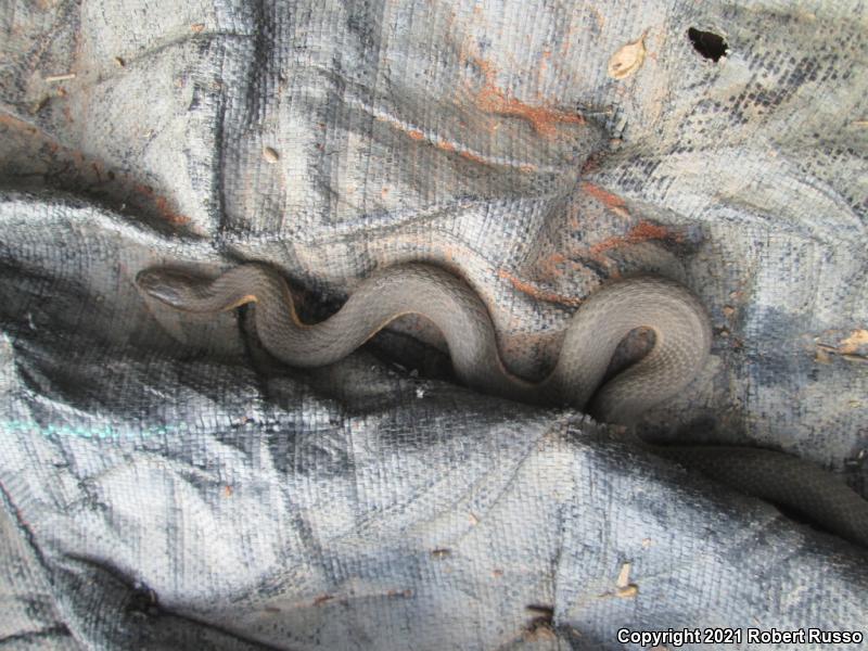 Queensnake (Regina septemvittata)