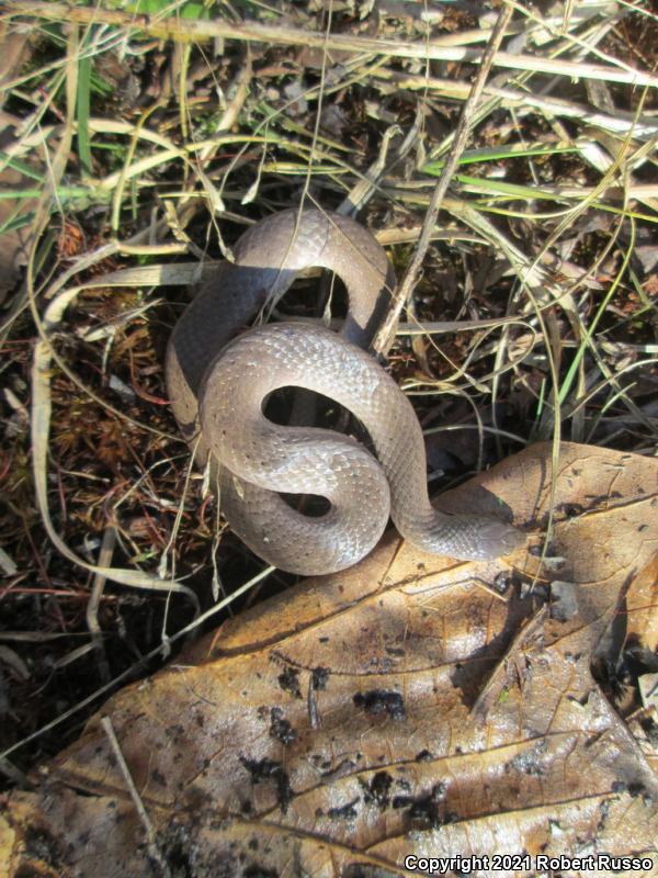 Smooth Earthsnake (Virginia valeriae)