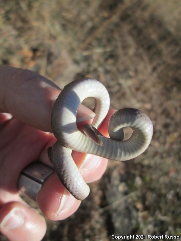 Smooth Earthsnake (Virginia valeriae)