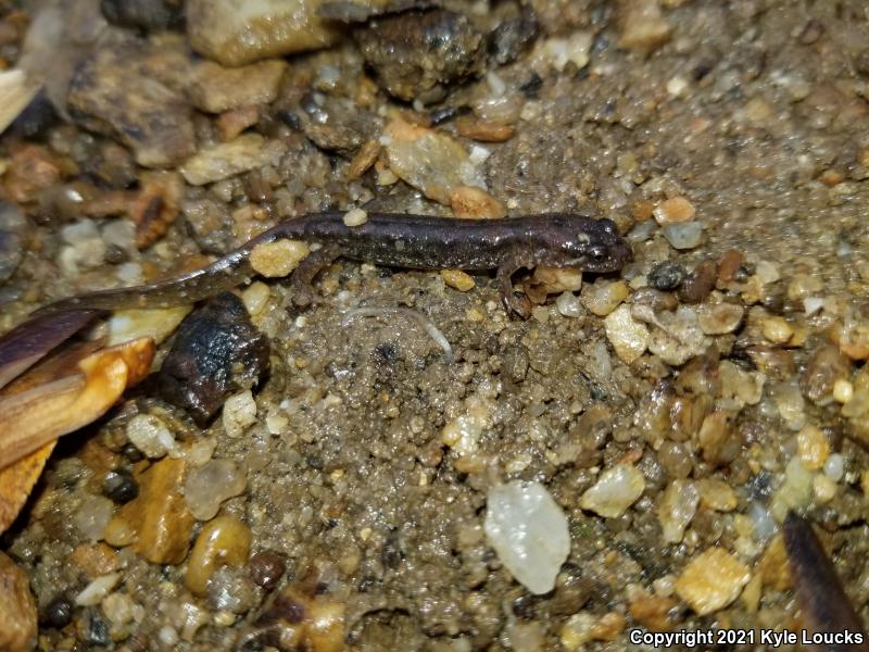 Northern Dusky Salamander (Desmognathus fuscus)