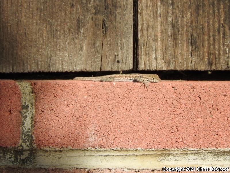 Western Side-blotched Lizard (Uta stansburiana elegans)