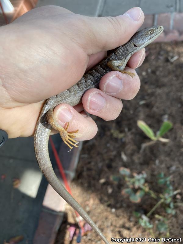 San Diego Alligator Lizard (Elgaria multicarinata webbii)