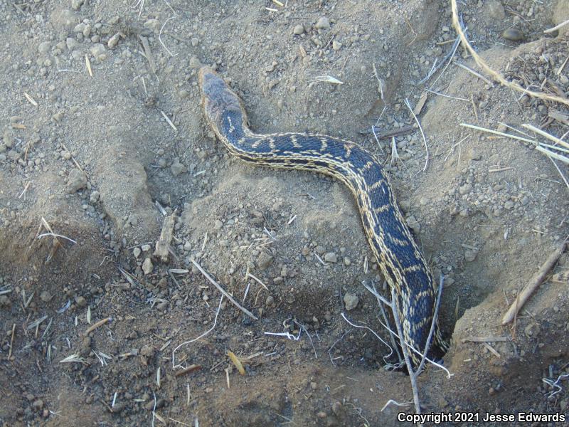 San Diego Gopher Snake (Pituophis catenifer annectens)