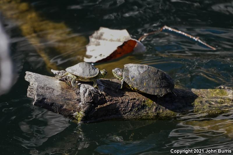 Texas Cooter (Pseudemys texana)