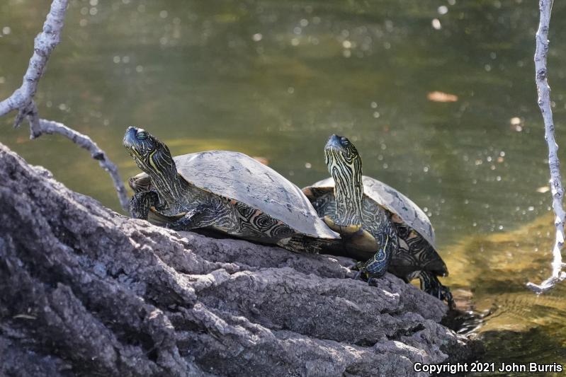 Texas Cooter (Pseudemys texana)