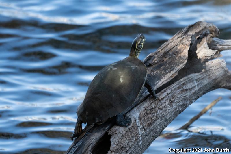 Texas Cooter (Pseudemys texana)