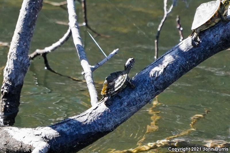 Texas Map Turtle (Graptemys versa)