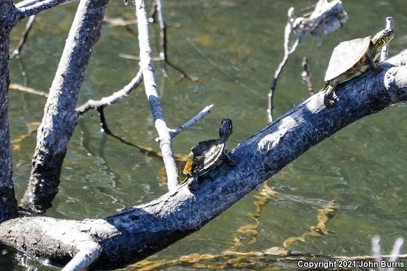 Texas Map Turtle (Graptemys versa)