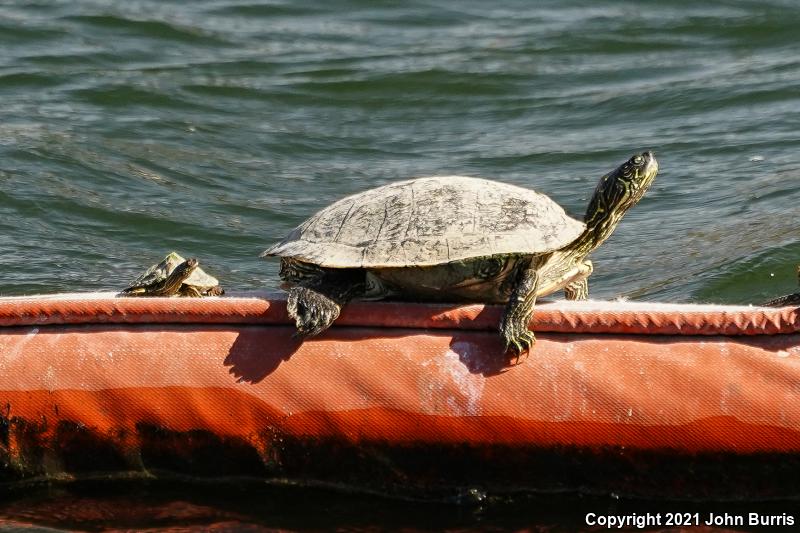 Texas Map Turtle (Graptemys versa)