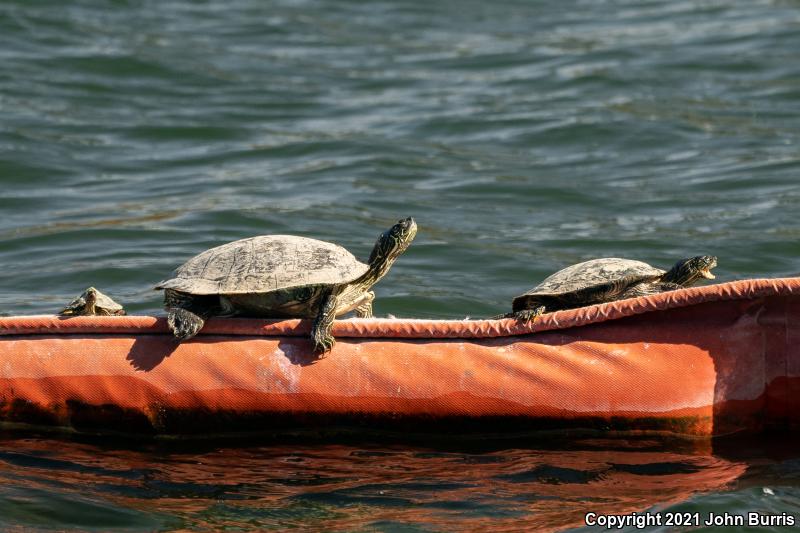 Texas Cooter (Pseudemys texana)