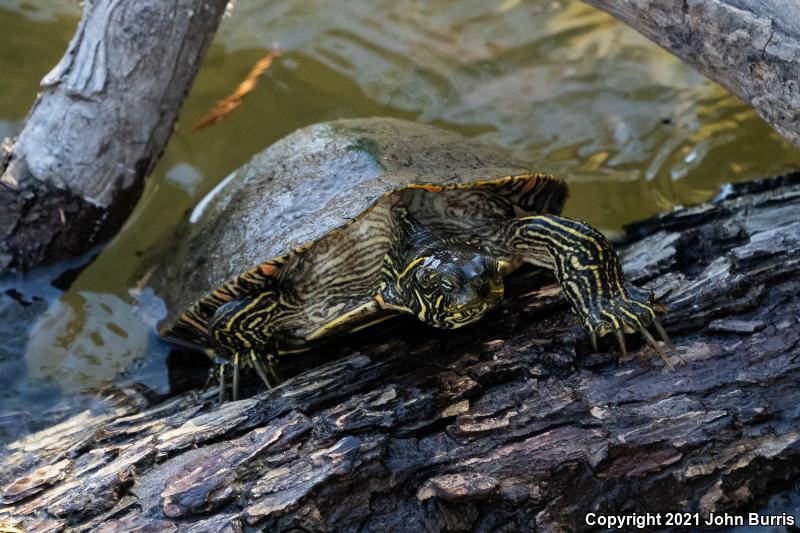 Texas Cooter (Pseudemys texana)