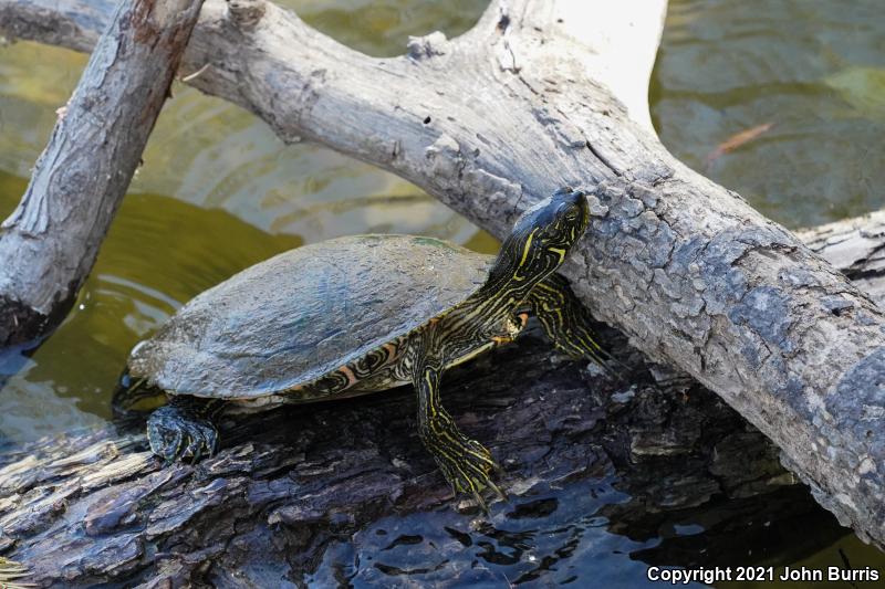 Texas Cooter (Pseudemys texana)