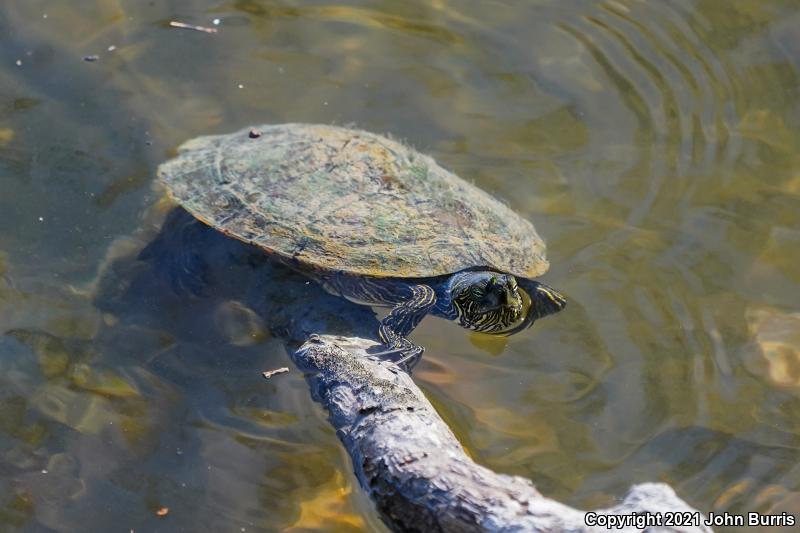 Texas Cooter (Pseudemys texana)