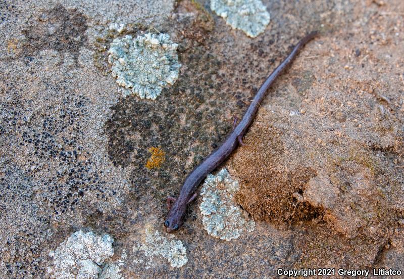 Garden Slender Salamander (Batrachoseps major major)