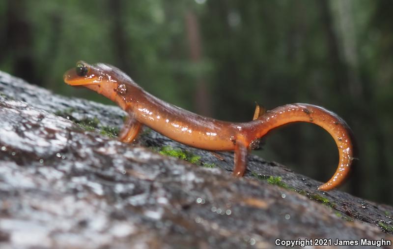 Yellow-eyed Ensatina (Ensatina eschscholtzii xanthoptica)