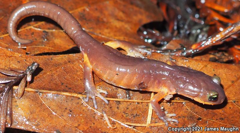 Yellow-eyed Ensatina (Ensatina eschscholtzii xanthoptica)