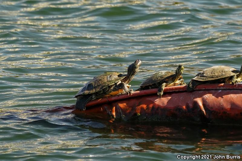 Texas Map Turtle (Graptemys versa)