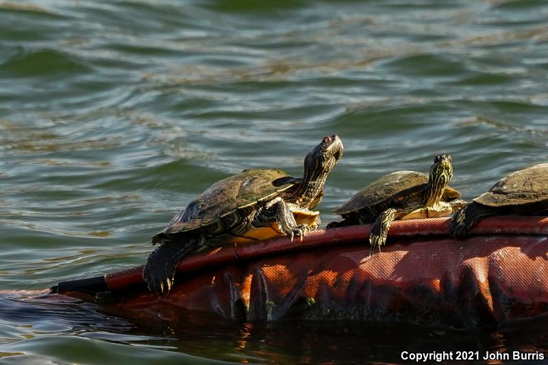 Texas Map Turtle (Graptemys versa)