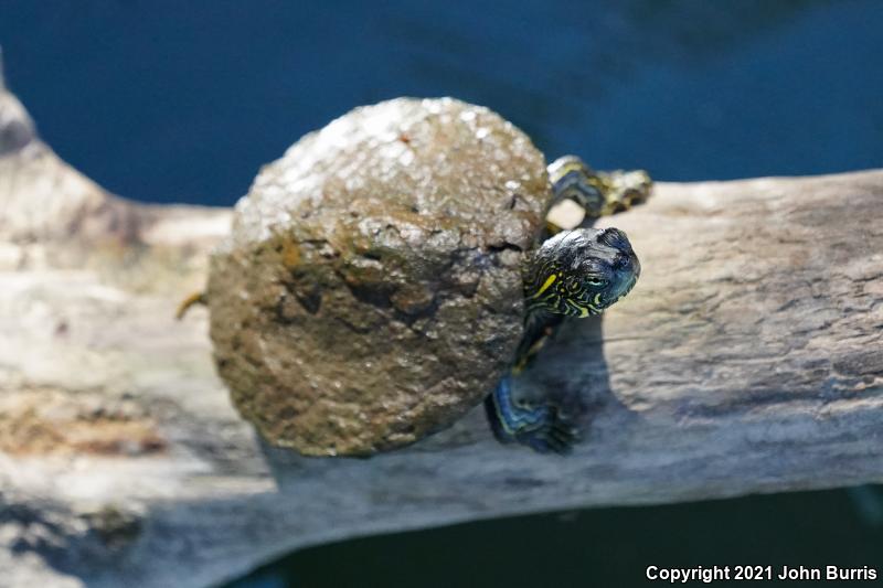 Texas Cooter (Pseudemys texana)