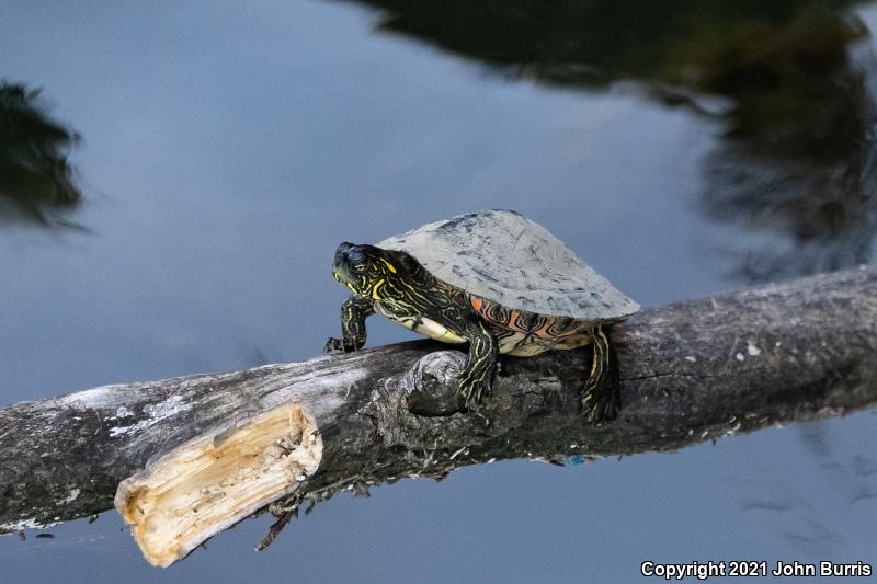 Texas Cooter (Pseudemys texana)