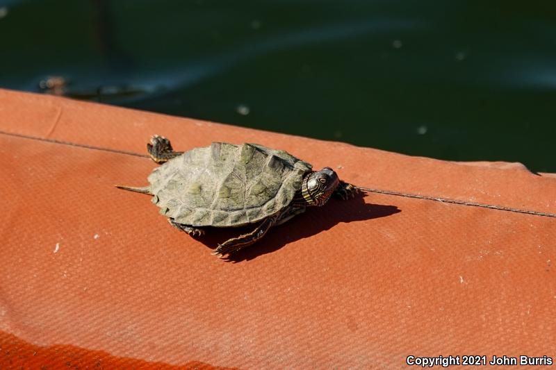 Texas Map Turtle (Graptemys versa)