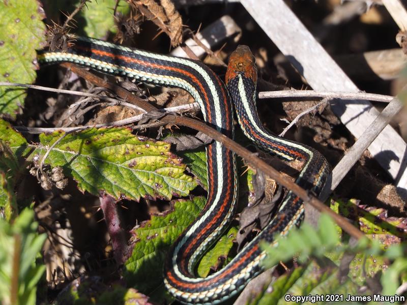 San Francisco Gartersnake (Thamnophis sirtalis tetrataenia)