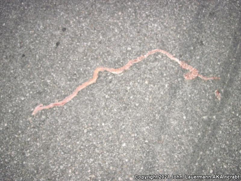 Red Racer (Coluber flagellum piceus)