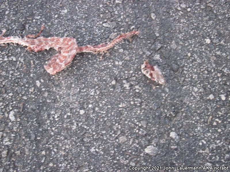 Red Racer (Coluber flagellum piceus)