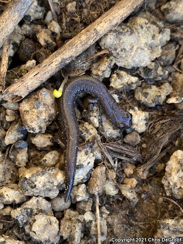 Garden Slender Salamander (Batrachoseps major)