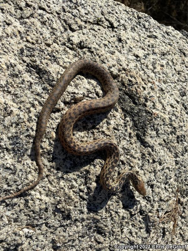 San Diego Gopher Snake (Pituophis catenifer annectens)