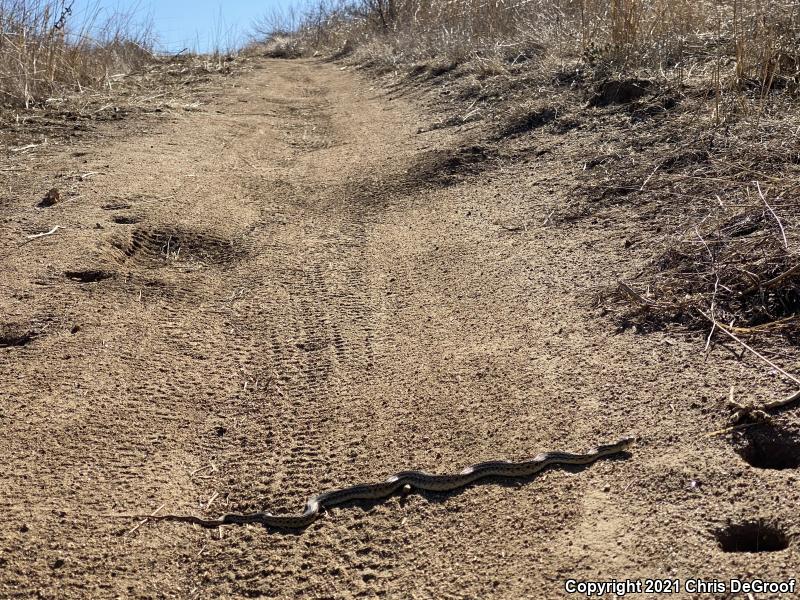 San Diego Gopher Snake (Pituophis catenifer annectens)