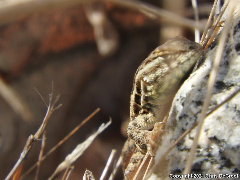 Western Side-blotched Lizard (Uta stansburiana elegans)