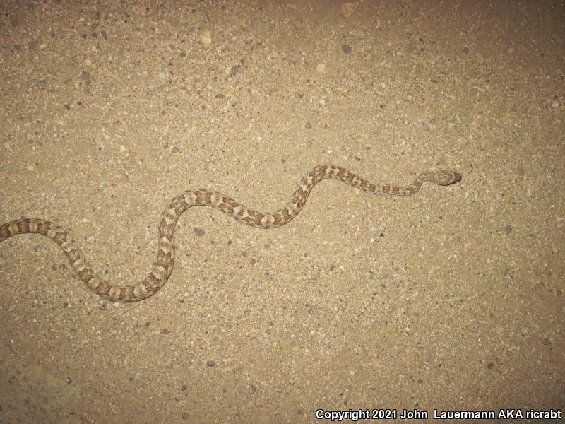 Baja California Lyresnake (Trimorphodon biscutatus lyrophanes)