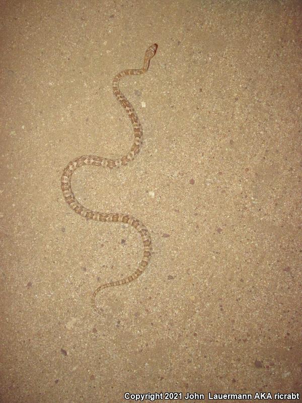 Baja California Lyresnake (Trimorphodon biscutatus lyrophanes)