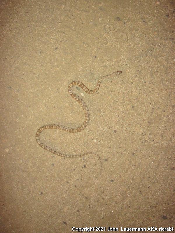 Baja California Lyresnake (Trimorphodon biscutatus lyrophanes)