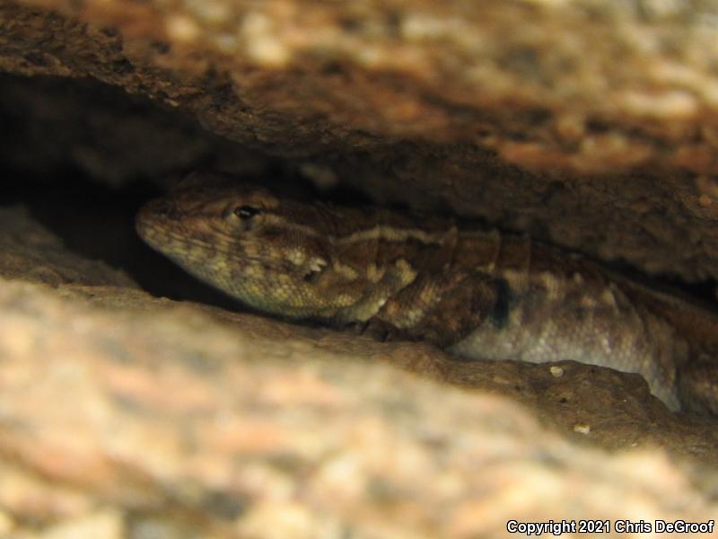 Western Side-blotched Lizard (Uta stansburiana elegans)