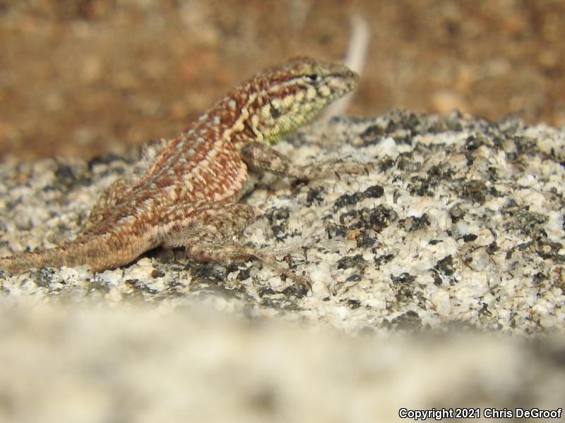 Western Side-blotched Lizard (Uta stansburiana elegans)