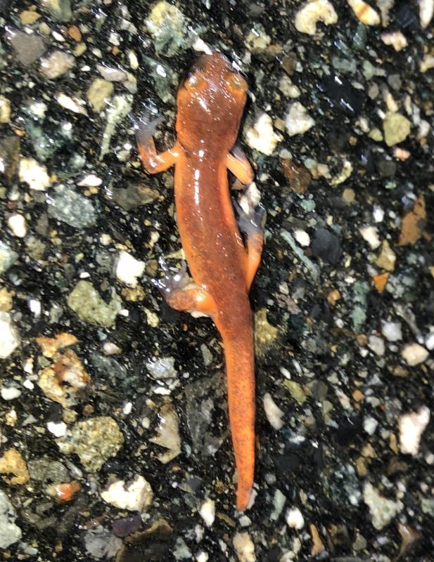 Monterey Ensatina (Ensatina eschscholtzii eschscholtzii)