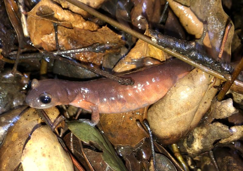 Monterey Ensatina (Ensatina eschscholtzii eschscholtzii)