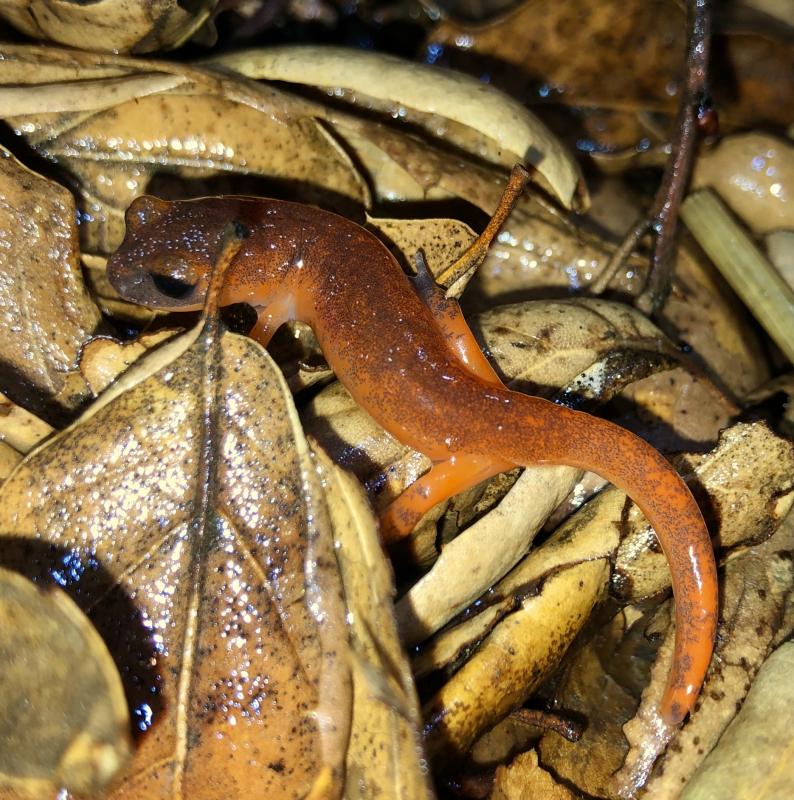 Monterey Ensatina (Ensatina eschscholtzii eschscholtzii)