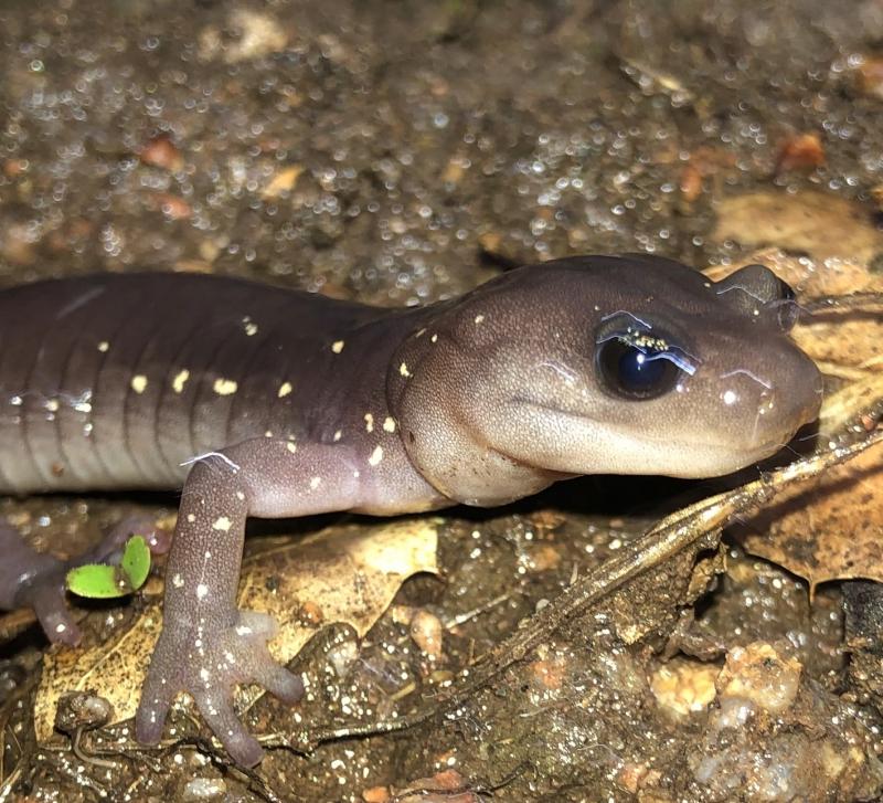 Arboreal Salamander (Aneides lugubris)