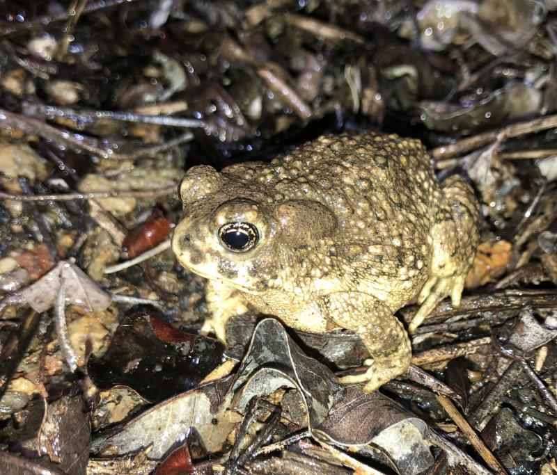 Arroyo Toad (Anaxyrus californicus)