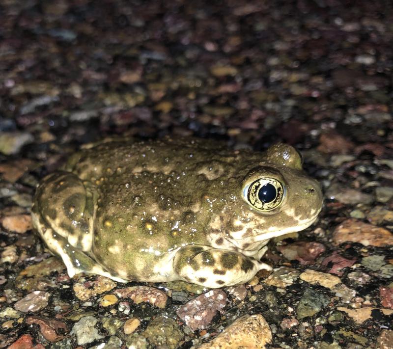 Western Spadefoot (Spea hammondii)